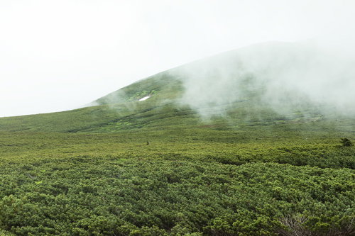ガスりはじめた乗鞍新登山道の山（森林限界）