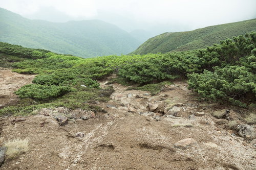 森林限界の乗鞍新登山道で低木しか育たない標高が高い登山道