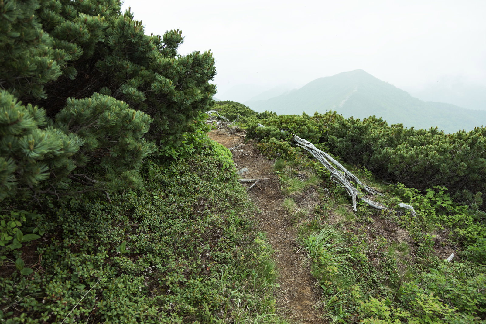 乗鞍新登山道の尾根沿いに続く細い土の登山道