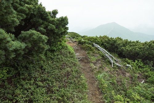 細い道が続く（乗鞍新登山道）