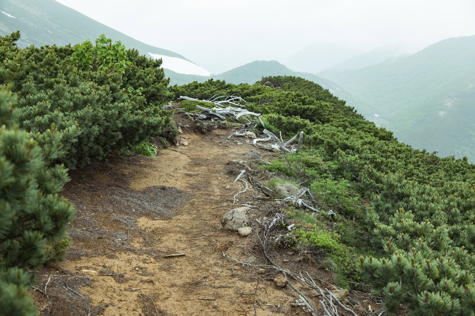 緑の植生に囲まれた整備された山の登山道と遠くの山々