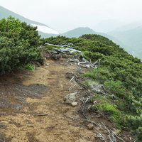 枯れた木々に囲まれた乗鞍新登山道の整備された歩道の写真