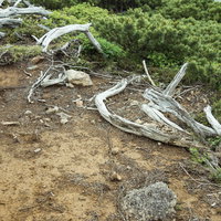 残雪残る乗鞍の登山道と枯木の写真