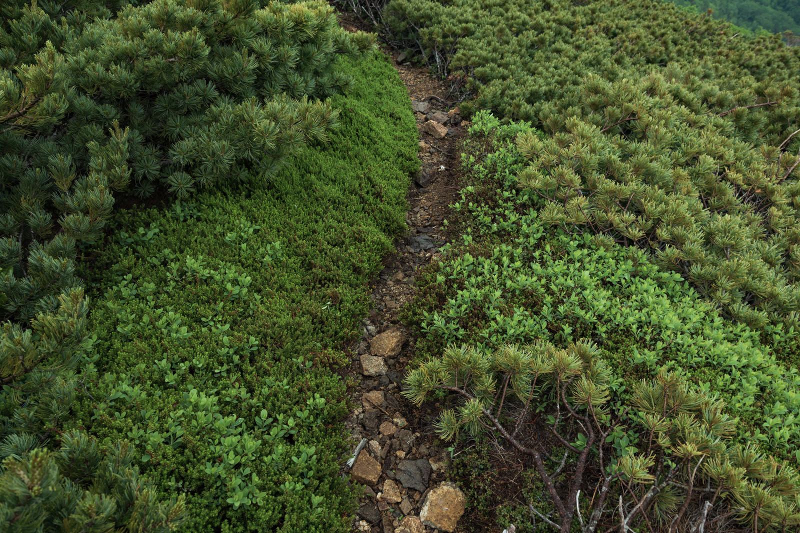 草に覆われた乗鞍新登山道の細い山道