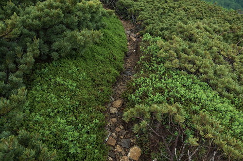 人ひとりが歩ける幅の乗鞍新登山道