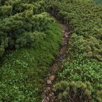 乗鞍新登山道の細道を進む登山者と高山植生の写真