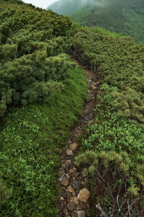 乗鞍新登山道の細道を進む登山者と高山植生