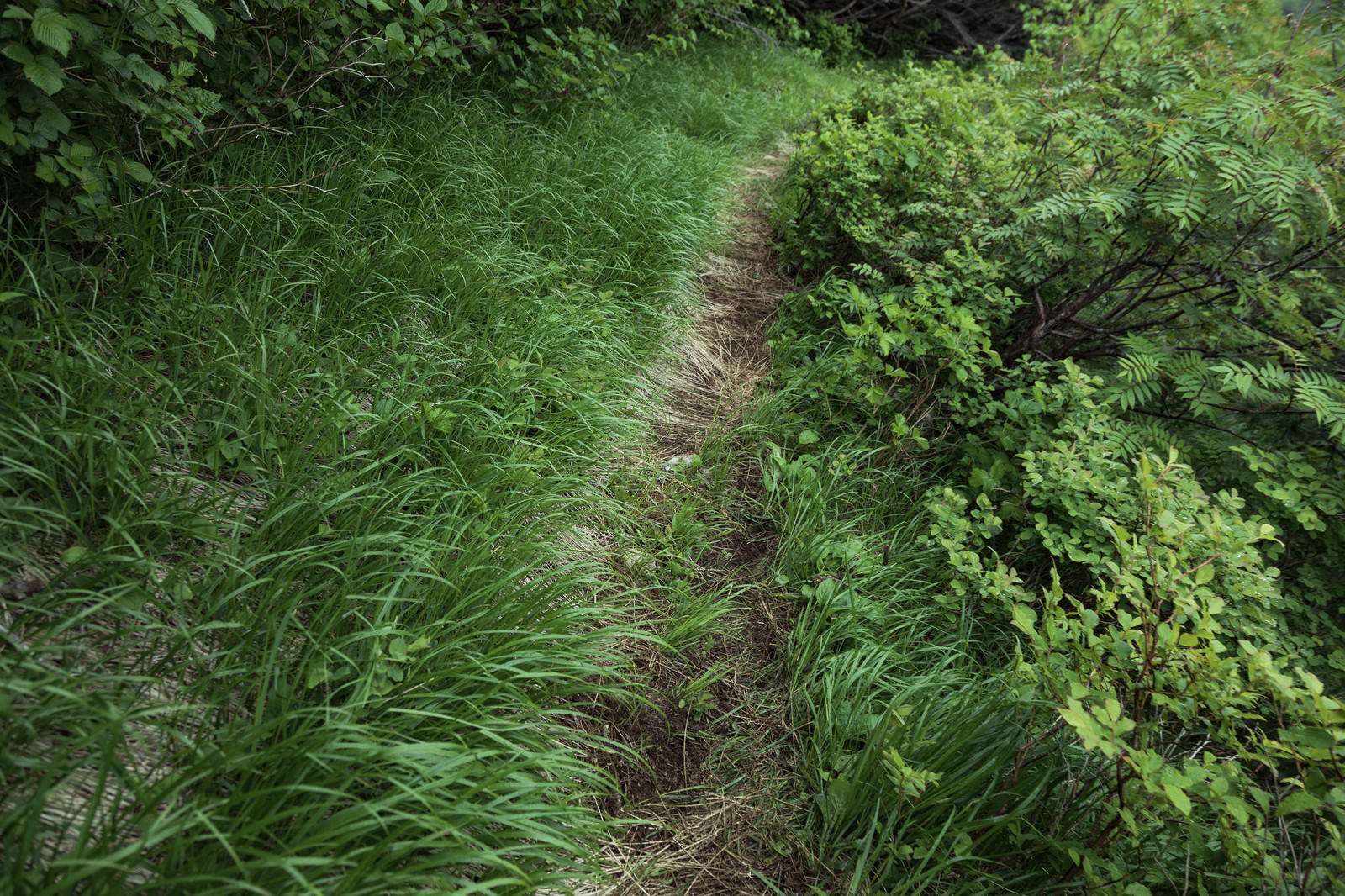 緑の草が生い茂る中を通る細い登山道