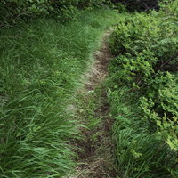 草が生い茂る乗鞍新登山道の細い山道を進む登山者の写真