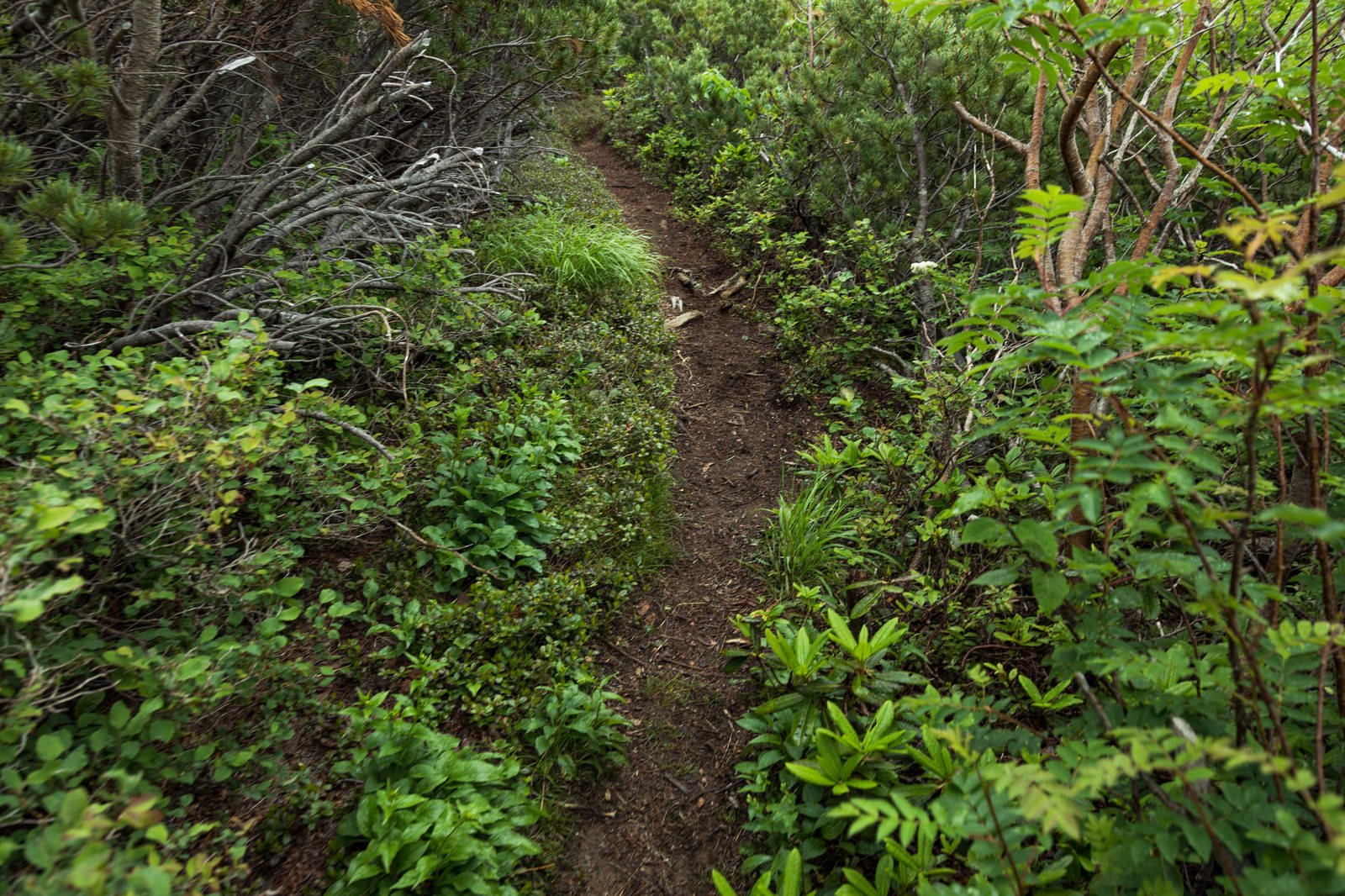 緑豊かな植物に囲まれた山道を歩く登山者の後ろ姿