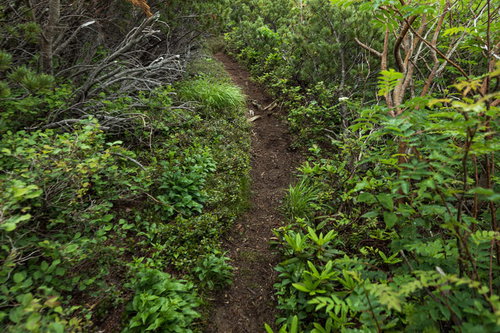 継続して整備し続ける必要がある乗鞍新登山道を下山する登山者