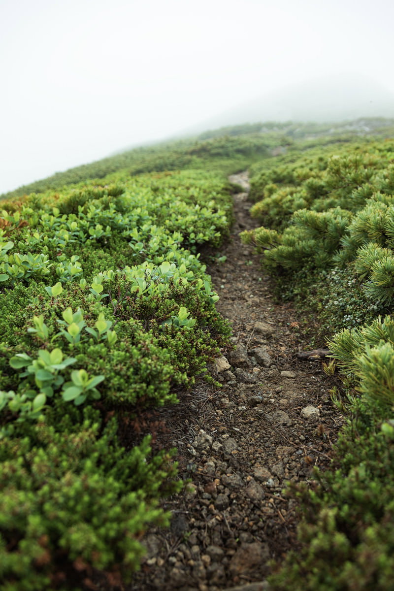 硫黄岳の山頂を目指す緑の植生に囲まれた登山道