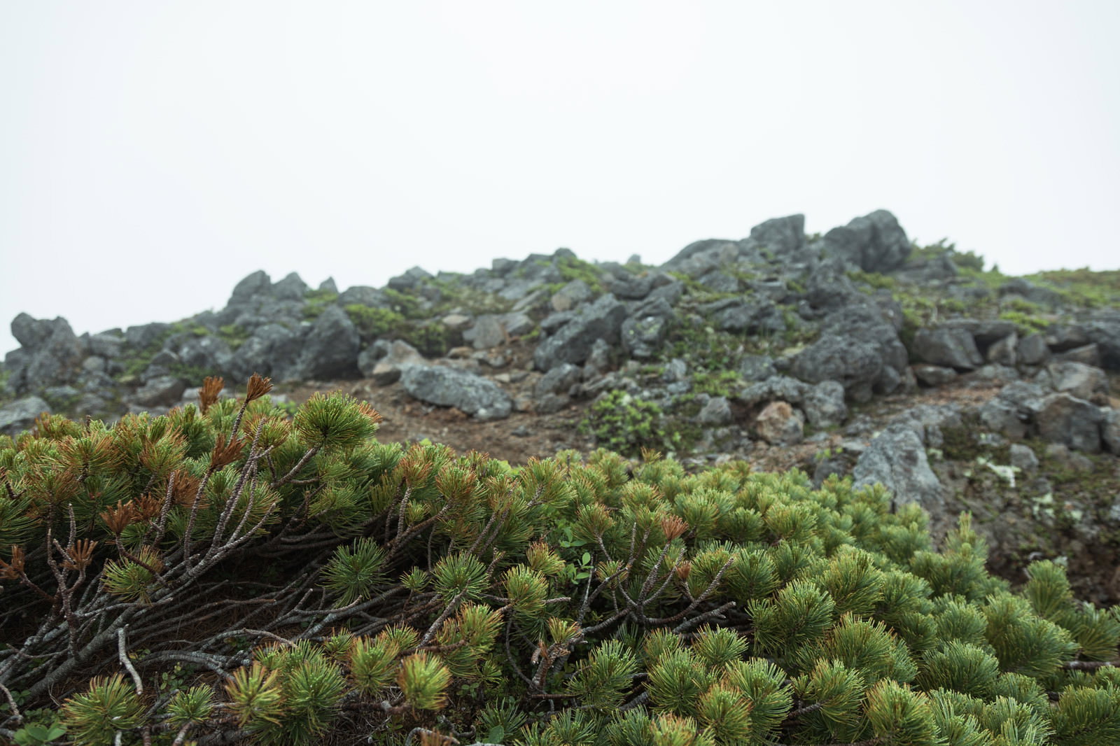 森林限界を超えた高山帯に群生する濃緑色のハイマツと背後の灰色の岩場