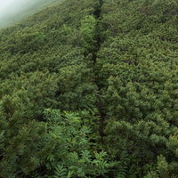 乗鞍新登山道、群生したハイマツで覆われた登山道の写真