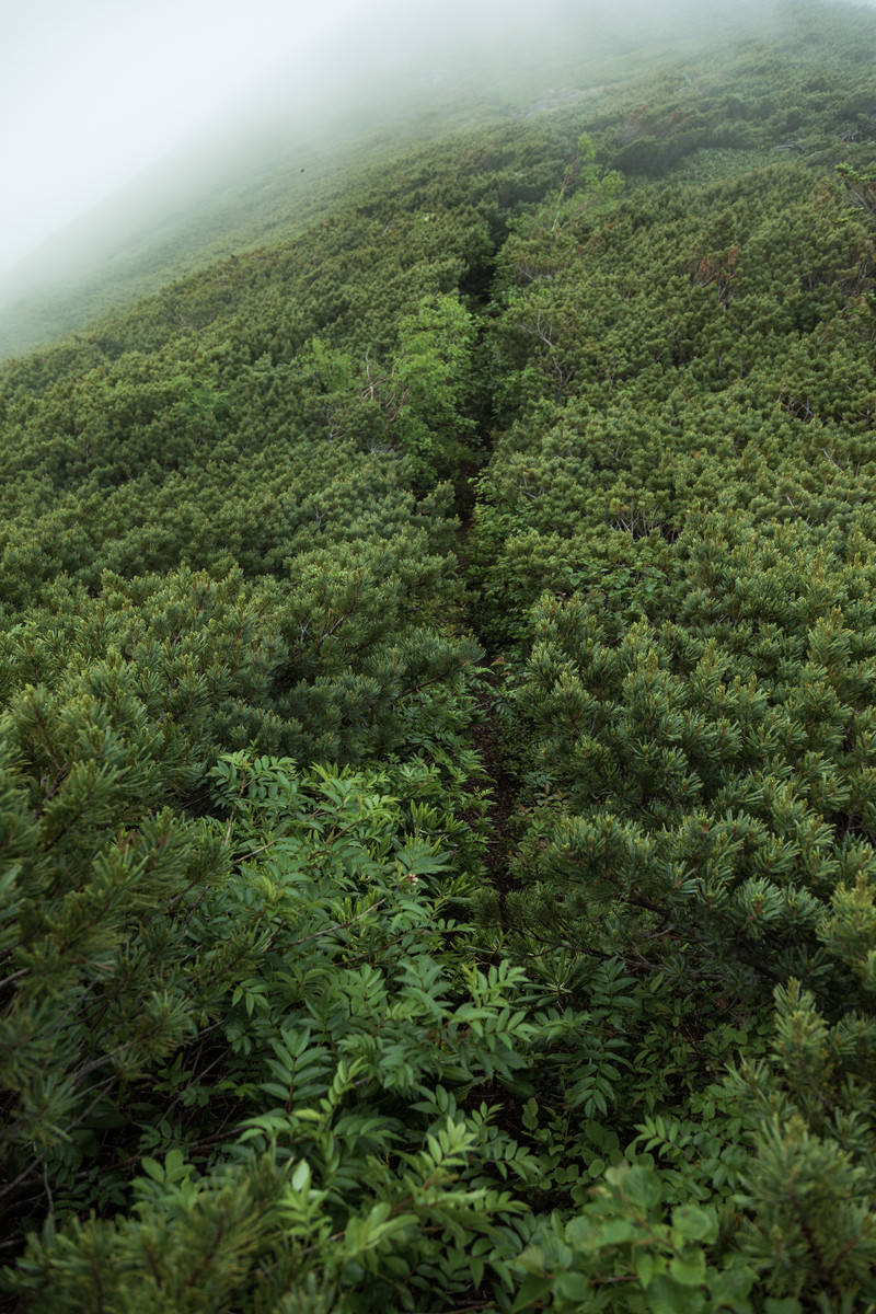 霧の中でハイマツが群生する乗鞍の登山道