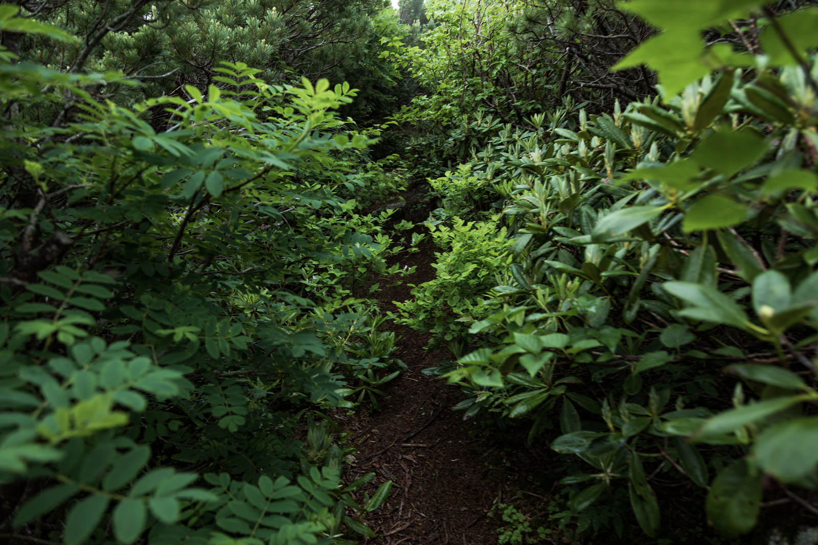 緑豊かな植物に囲まれた乗鞍新登山道の様子