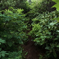 植物が生い茂る乗鞍新登山道を進む登山者の姿の写真