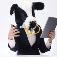 タブレットを見ながら重要な情報を伝えようと必死な新卒の牛がプレゼン中の写真