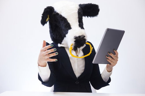 タブレットを見ながら重要な情報を伝えようと必死な新卒の牛がプレゼン中