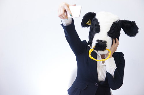 出荷前に高値がつくよう盛る牛とセルフィーする女性