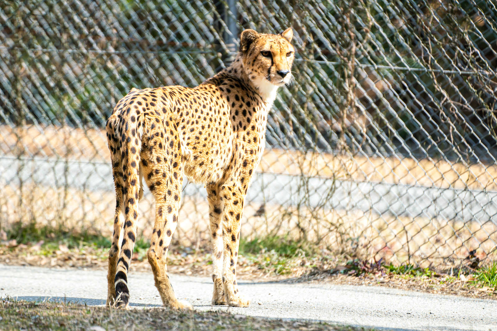 金網の前で振り返るように立ち止まるチーター