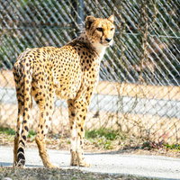 サファリパークで金網の前で立ち止まるチーターの写真