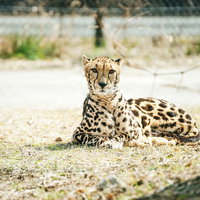 周りを警戒しながら地面に伏せるチーターの野生の姿の写真