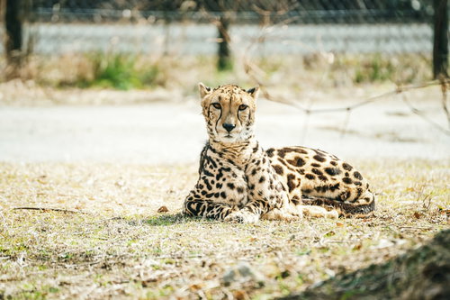 周りを警戒しながら地面に伏せるチーターの野生の姿