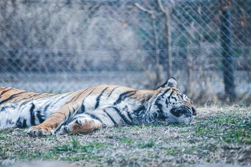 地面にぐったりと横たわるぐったりタイガー