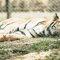 サファリパークで昼寝をする横たわるトラの休息風景の写真
