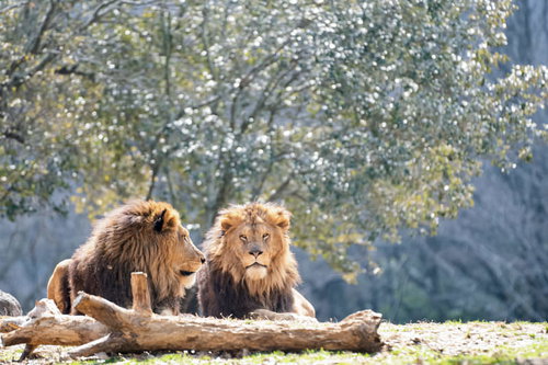 お前それサバンナでも同じ事言えんの？