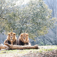 ほのぼのと寄り添うカップルライオン、たてがみのオスとメスの親密な関係の写真