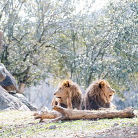 喧嘩してそっぽを向く2頭のライオン、背を向ける夫婦喧嘩の写真