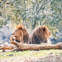 背を向けて座るサファリのライオン、2頭の不仲な百獣の王の写真
