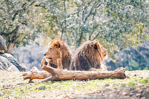 背を向けて座るサファリのライオン、2頭の不仲な百獣の王