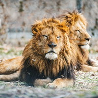 地面に寝そべる寝落ちライオン、立派なたてがみを持つオスライオンの休息の写真