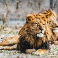 立派なたてがみの雄ライオンが横たわって休憩の写真