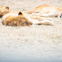 動物園で横たわってお昼寝するトラとヒョウの写真