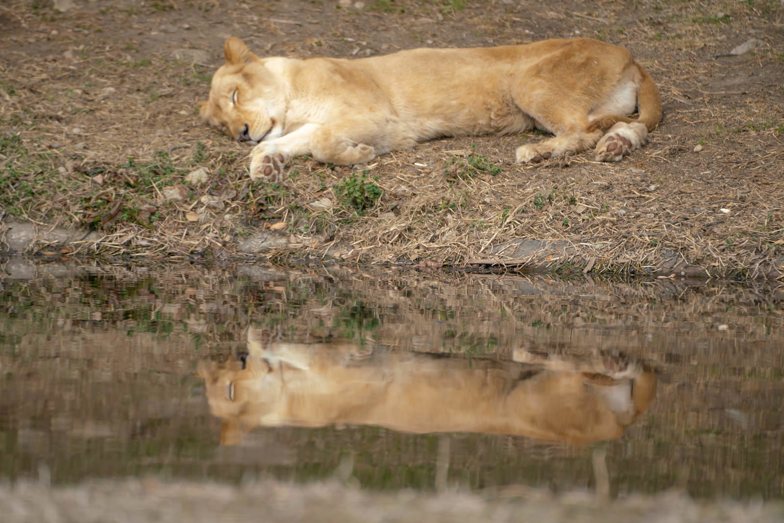 水場のほとりで横たわって眠るメスライオンと水面に映る反射