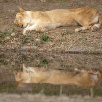 水場で寝落ちするメスライオンの横たわる姿の写真