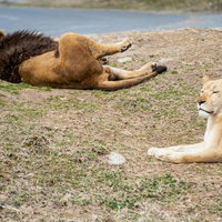 明日から本気出すサバンナのライオン：不仲な2頭が地面に寝転ぶの写真