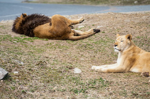 明日から本気出すサバンナのライオン：不仲な2頭が地面に寝転ぶ