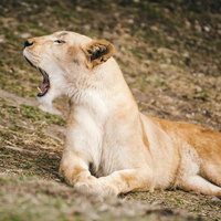 大きなあくびで口をあけるメスライオンの迫力の表情の写真