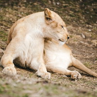 サファリで横たわる雌ライオン、地面に休息する茶色い毛色の大型猫科動物の写真