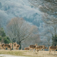 サファリパークを散歩するシカの群れの写真