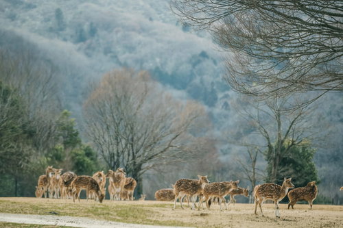 サファリパークを散歩するシカの群れ