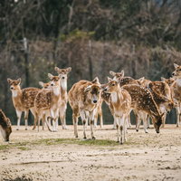 警戒する数頭のシカ、サファリパークでの群れの行動の写真