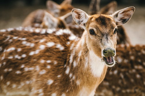 ここを通りたければ煎餅だせや！