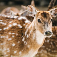 つぶらな瞳のシカのクローズアップの写真