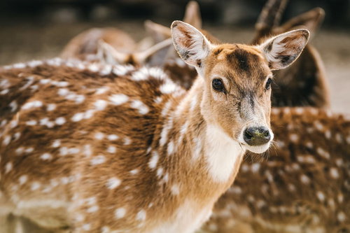 つぶらな瞳のシカのクローズアップ